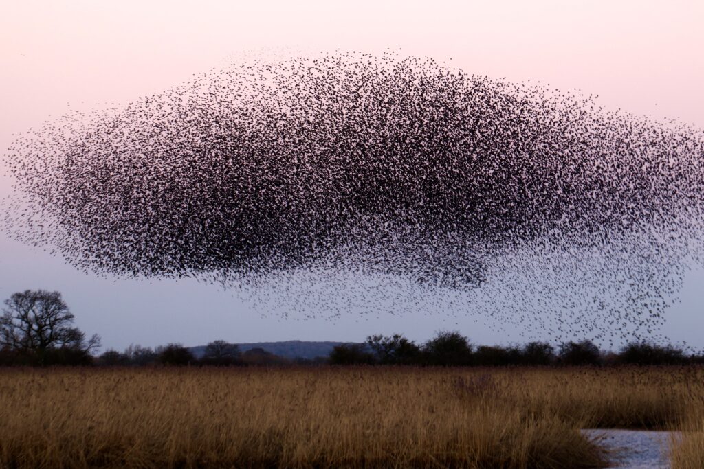 A whale in the sky( Starling roost at Otmoor UK )